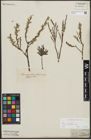Foto von Salix repens subsp. incubacea (L.) A. Neumann